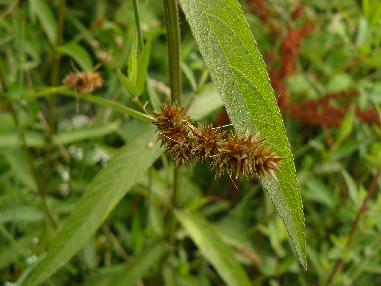 cyperacea del fosso di campagna - Carex otrubae